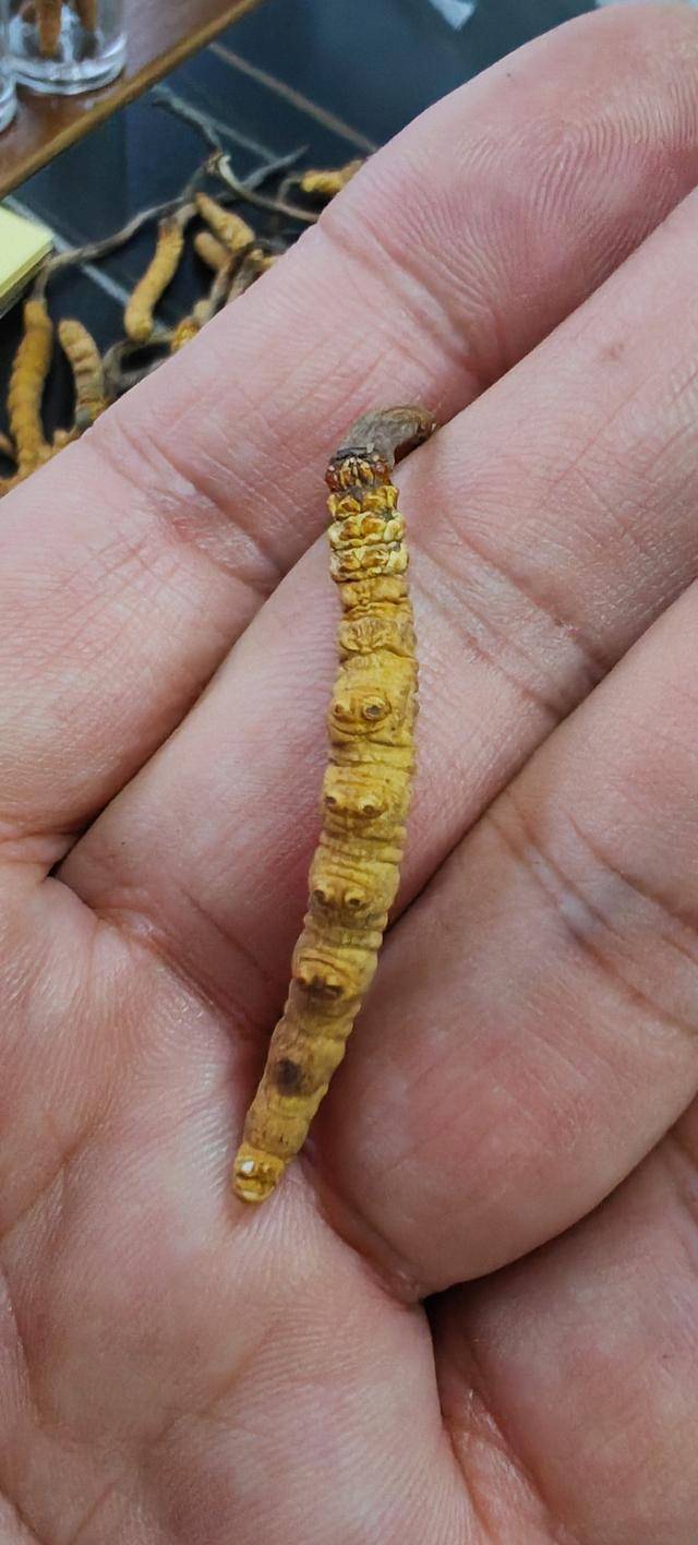 以假乱真！人工虫草竟然“骗”过了10年经验的挖草人(图3)