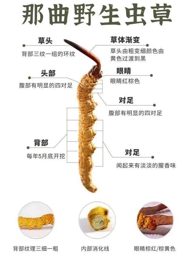 以假乱真！人工虫草竟然“骗”过了10年经验的挖草人(图4)