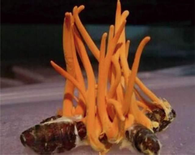 我们这十年 藏仙虫草十周年特辑(图1)