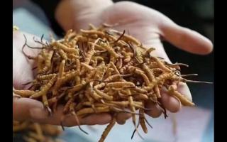 让北虫草在南方生根发芽她种虫草年销30万(图1)