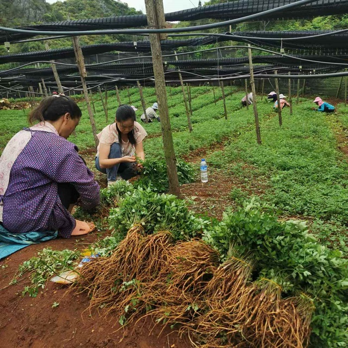 药财有道重磅2024年云当归种植情况调查报告(图3)