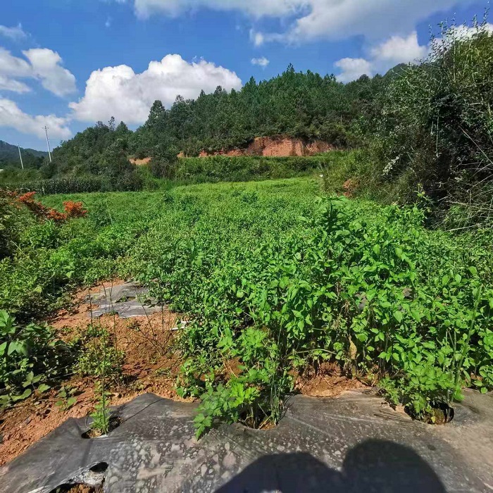 药财有道重磅2024年云当归种植情况调查报告(图10)