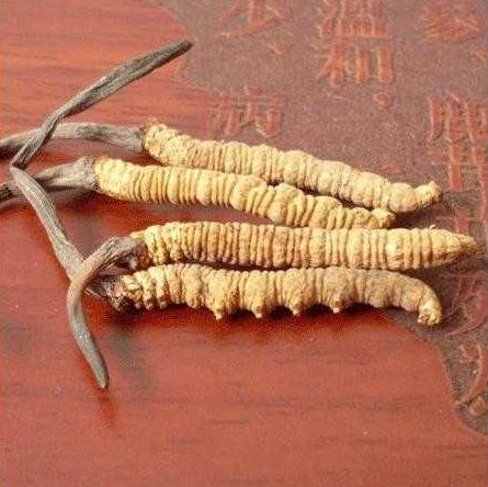 聚焦冬虫夏草产业丨携手共赢 智汇虫草(图1)
