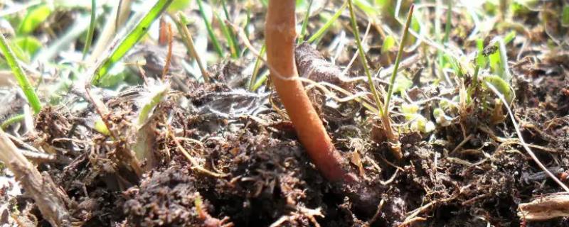 怎样种植虫草其技术说明(图1)