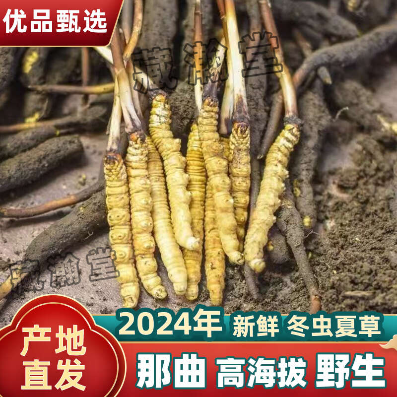 冬虫夏草人工栽培与保护现状是什么？(图1)