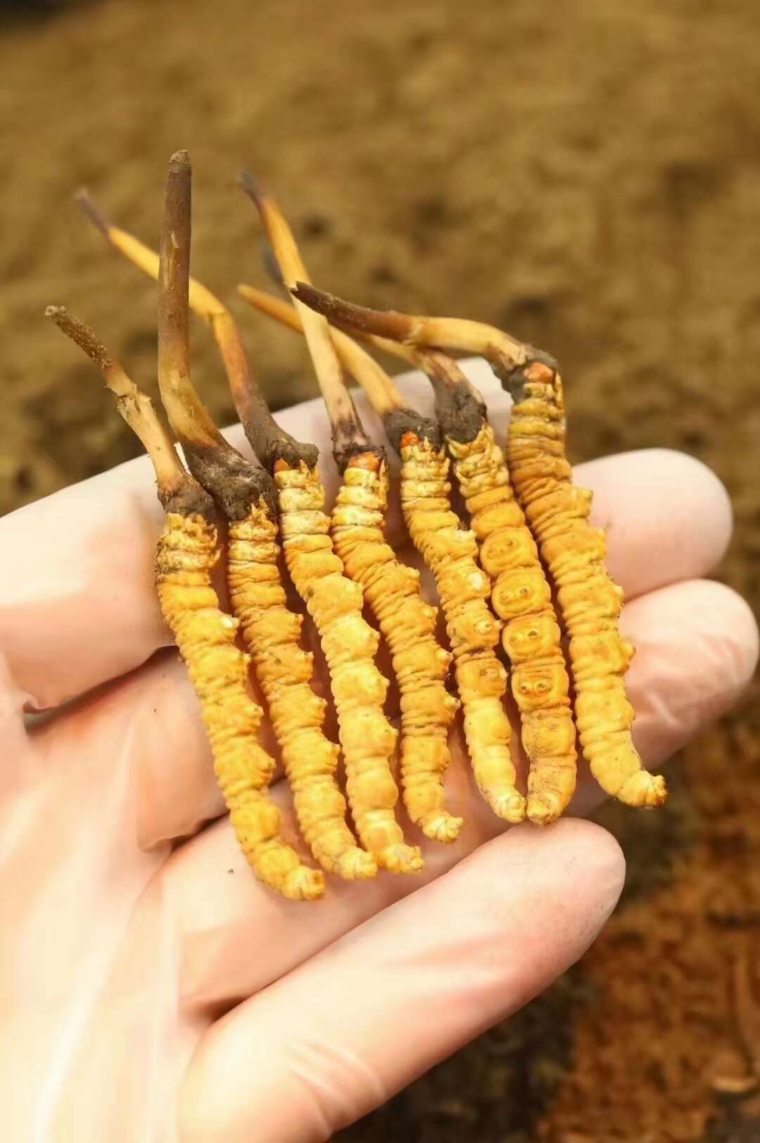 人工怎么种植虫草(图1)