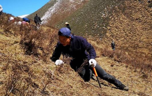跟大家说下如何种植冬虫夏草视频讲解人工种植虫草基地(图1)