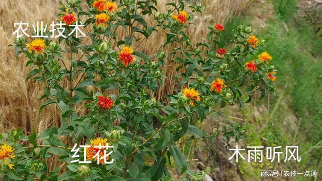 中药材种植掌握区域种植技巧才更有利于提高的效益(图1)