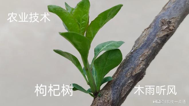 中药材种植掌握区域种植技巧才更有利于提高的效益(图2)