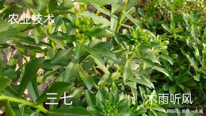 中药材种植掌握区域种植技巧才更有利于提高的效益(图3)