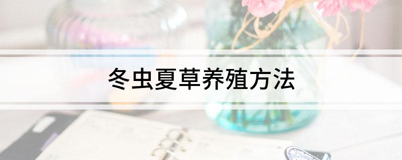 冬虫夏草养殖方法(图1)