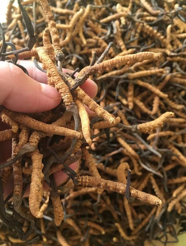 人工“虫草”神奇的成长带动增收潜力大_产业资讯_食用菌新闻_中国食用菌商务网(图1)