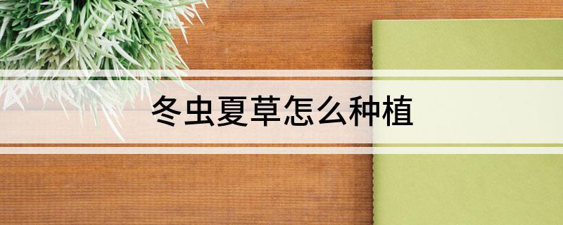 冬虫夏草怎么种植(图1)