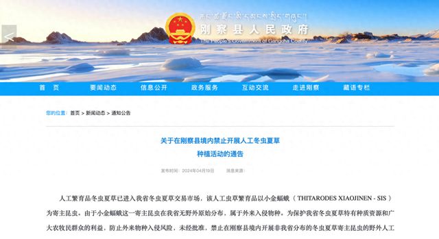 人工冬虫夏草成了入侵物种青海多地禁止种植(图1)