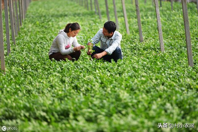 辽宁灯塔：小小北虫草成为农户增收致富“新法宝”_基地风采_食用菌新闻_中国食用菌商务网(图1)