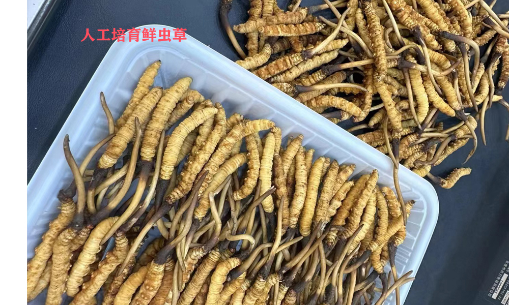 2024年果洛新鲜虫草价格多少钱一根(图3)
