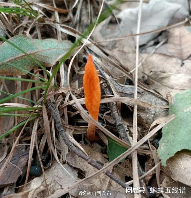 北虫草：可种植的“冬虫夏草”(图1)