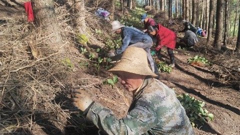 明通：发展道地药材 开出“致富良方”(图1)