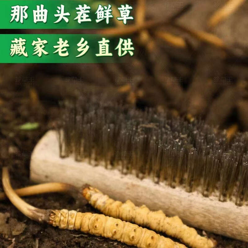 冬虫夏草陆续上市(图1)