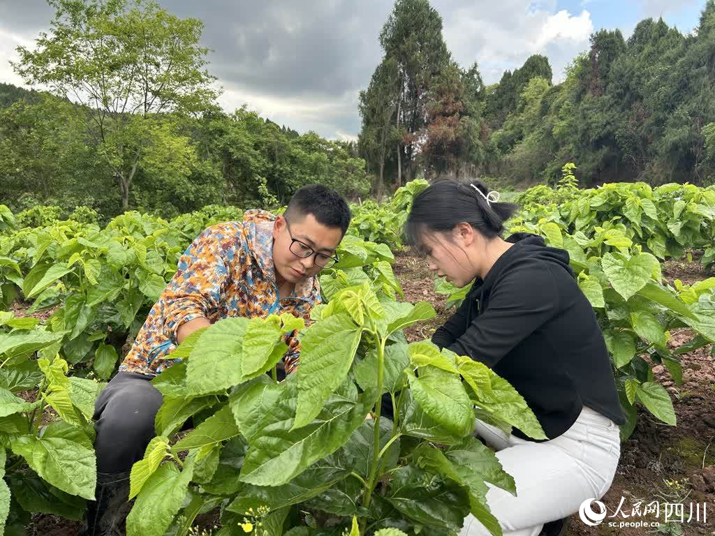“90后”夫妻返乡创业：养殖白僵蚕 铺就致富路(图1)