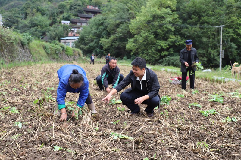 凯里白午街道：擂响秋冬种生产“战鼓”(图2)