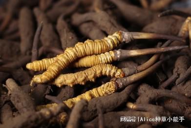 虔草：怎么样辨别野生虫草和人工虫草的区别？(图1)