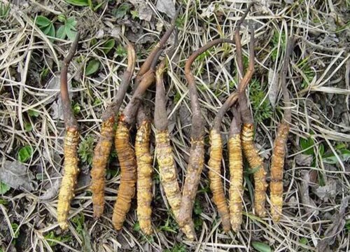 湖北：宜都市人工培育冬虫夏草实现量产_产业资讯_食用菌新闻_中国食用菌商务网(图1)