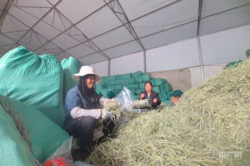 8个项目签约102亿元！“小牧草”蓄势聚能 助力甘肃岷县打造“草业强县”(图2)