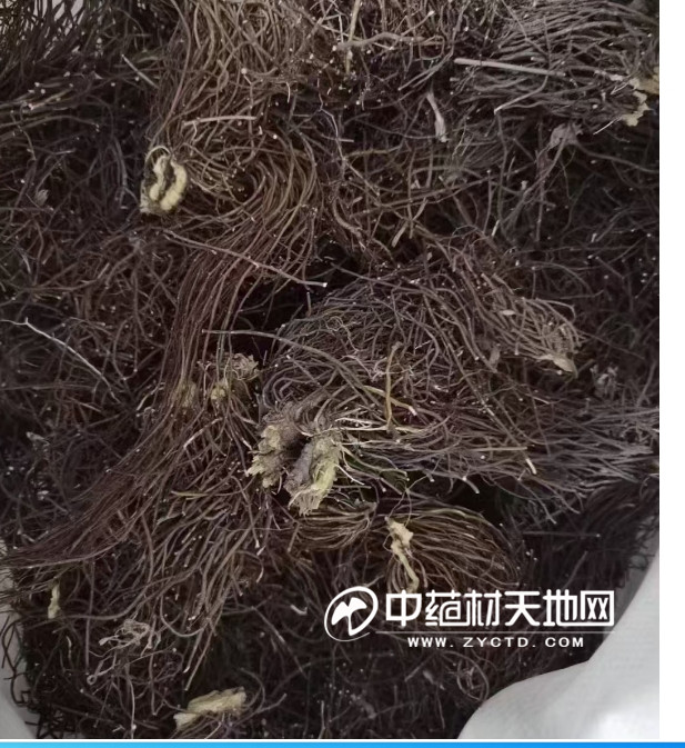 2024年家种威灵仙面积扩增 后市行情何去何从？(图3)