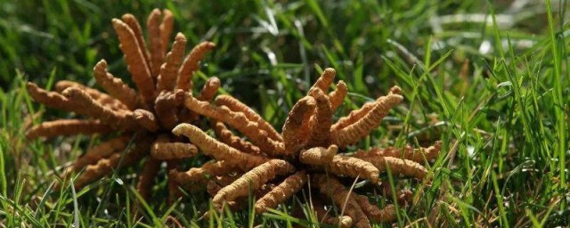 丰富植物种类保护生物多样性(图1)