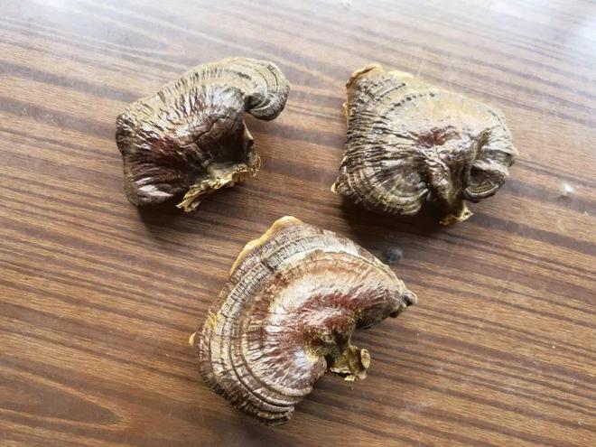 冬虫夏草：科研揭示抗癌奇效惊人发现引发读者好奇(图7)