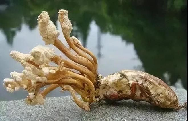 冬虫夏草：科研揭示抗癌奇效惊人发现引发读者好奇(图4)