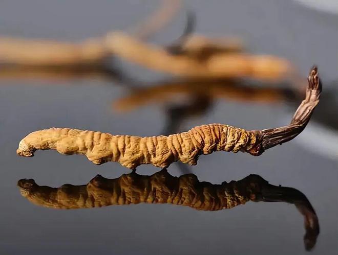 冬虫夏草：科研揭示抗癌奇效惊人发现引发读者好奇(图6)