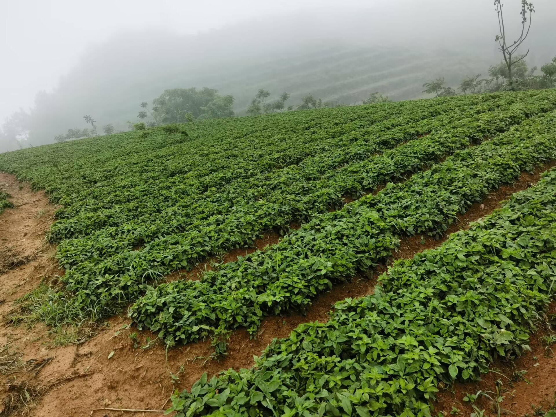 贵州黄平：稻药轮作种出“一田双收”好风景(图2)