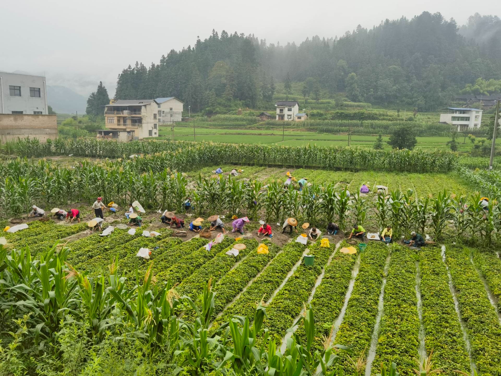 贵州黄平：稻药轮作种出“一田双收”好风景(图1)