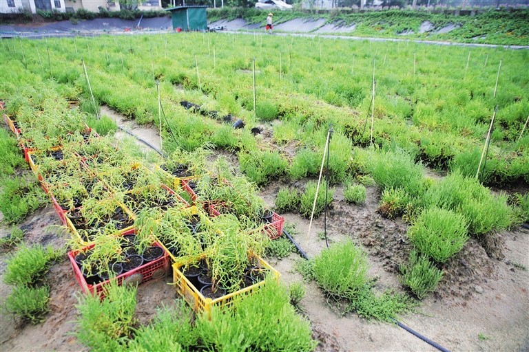 2024年虫草十大品牌排行榜(图1)