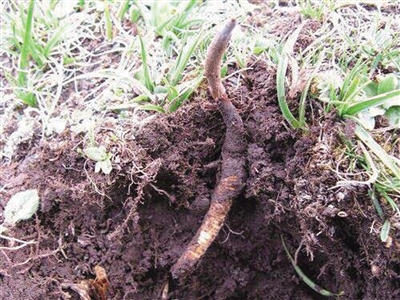 2024年虫草项目规划申请报告模板(图1)