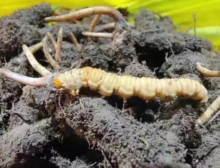 山东协和学院——北虫草种植：乡村振兴的新引擎(图1)