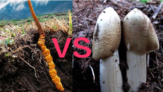 为什么青藏的“冬虫夏草”能人工培育而云贵的“鸡纵”却不行呢(图1)