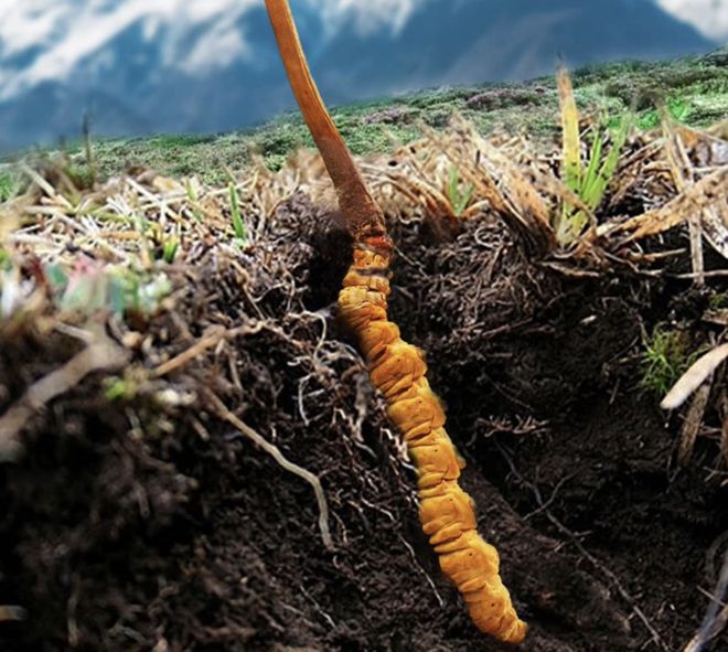 为什么青藏的“冬虫夏草”能人工培育而云贵的“鸡纵”却不行呢(图2)