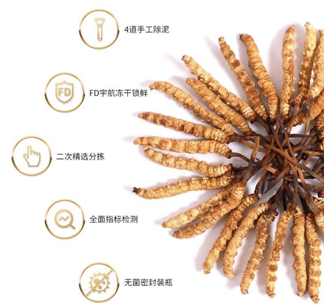 为什么青藏的“冬虫夏草”能人工培育而云贵的“鸡纵”却不行呢(图4)