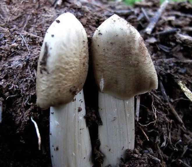 为什么青藏的“冬虫夏草”能人工培育而云贵的“鸡纵”却不行呢(图5)