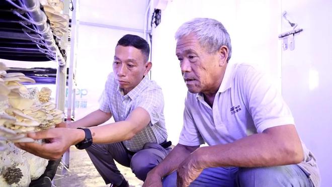 阜阳市颍东区：富硒蘑菇带来致富新“硒”望(图1)