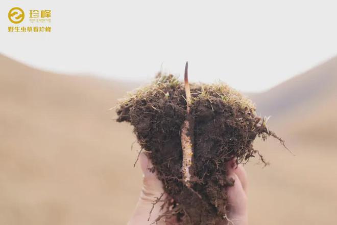 “天价虫草”内幕曝光事关家人健康你一定要看看……(图1)