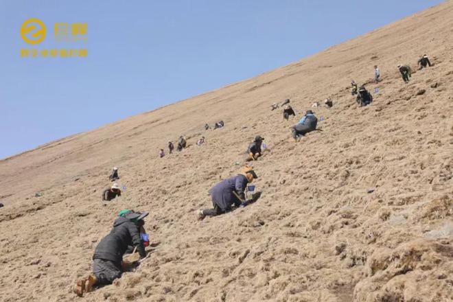 “天价虫草”内幕曝光事关家人健康你一定要看看……(图2)