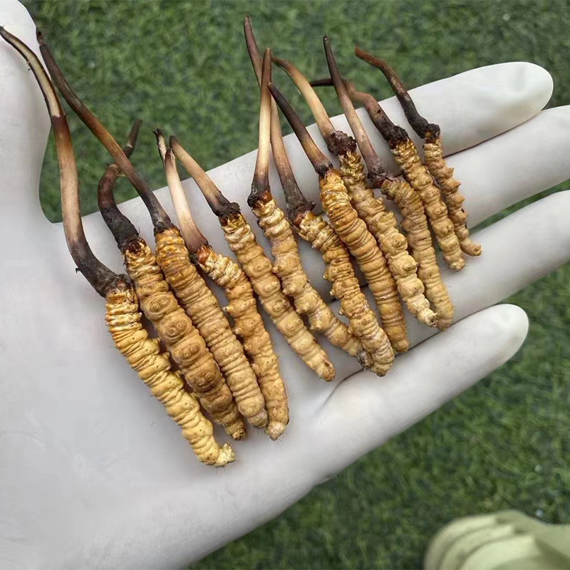 一朵“作物云”加速农民“慧”种田(图1)