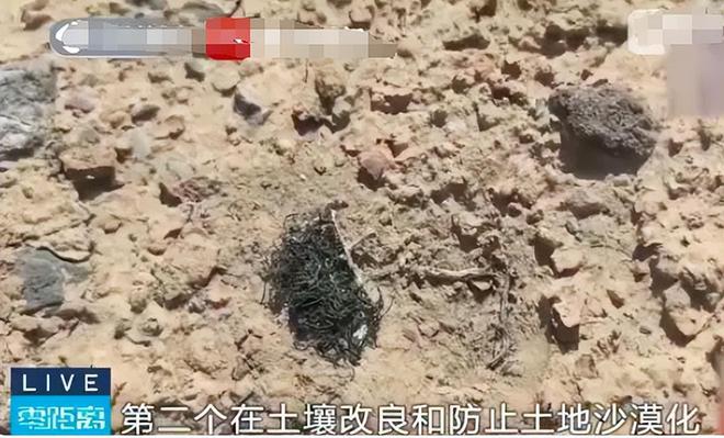 男子摘“发菜”被判十个月罚款5000什么菜这么金贵？(图9)
