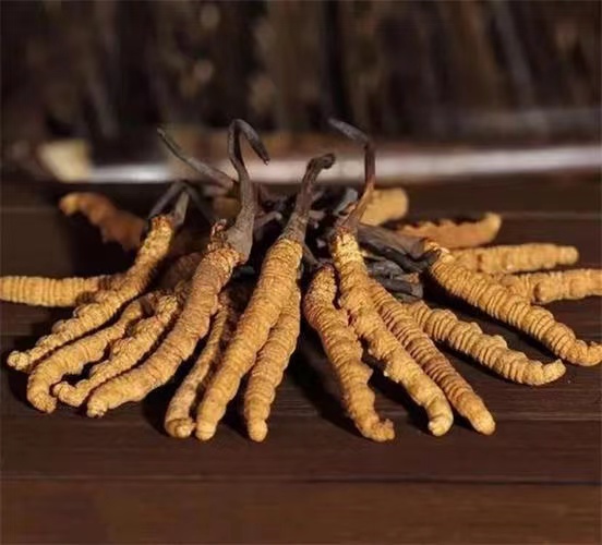 用蝇蛆培育冬虫夏草的方法(图1)