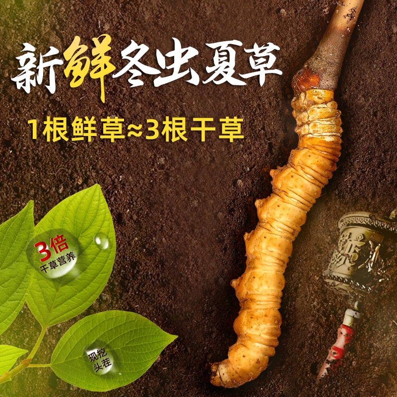 白冬虫夏草怎么种植(图1)