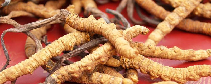 北虫草种植牙的详细流程介绍(图1)